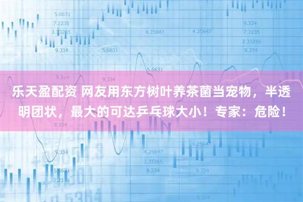 乐天盈配资 网友用东方树叶养茶菌当宠物，半透明团状，最大的可达乒乓球大小！专家：危险！